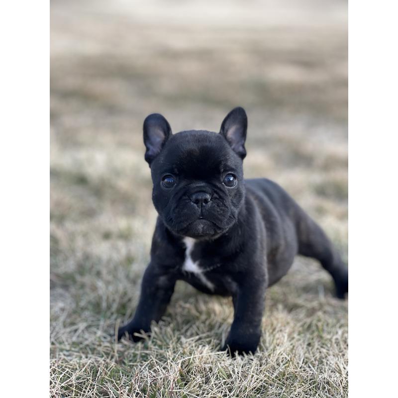 販売中の香川県のフレンチブルドッグ-433660の2枚目