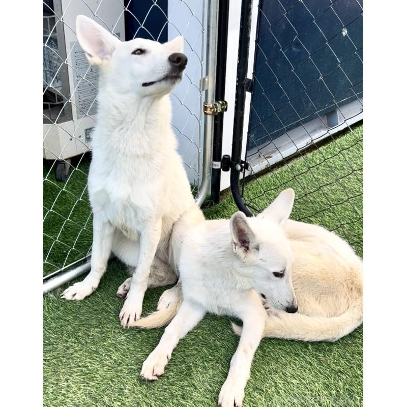 販売中の奈良県のホワイトシェパード-432263の6枚目
