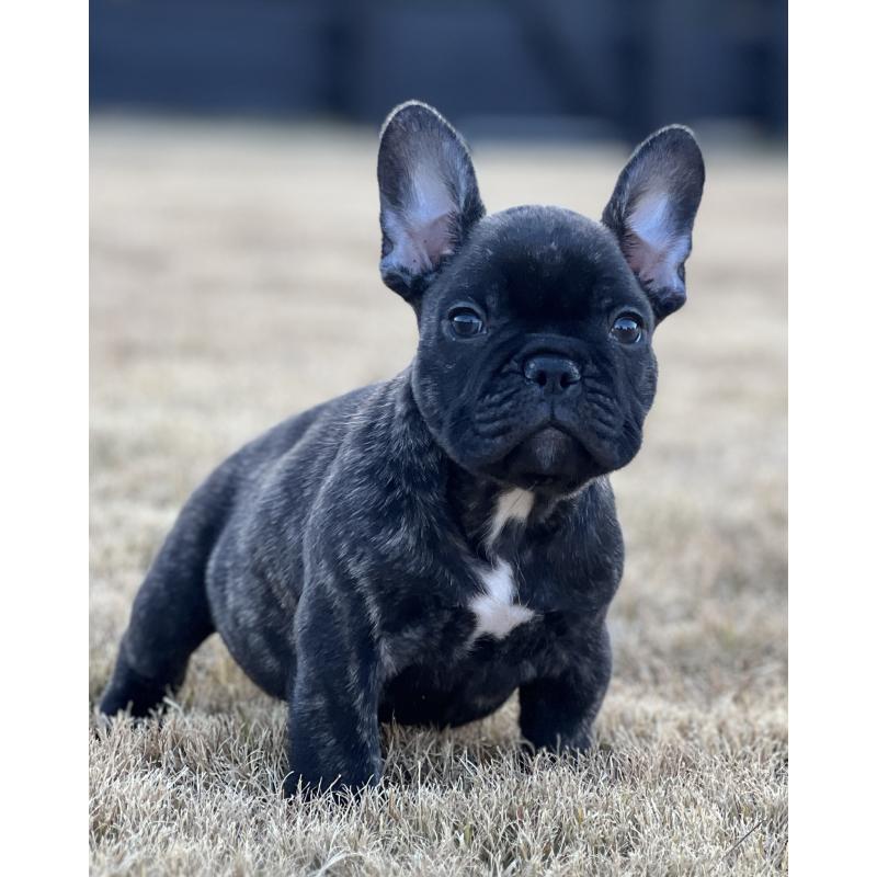 販売中の香川県のフレンチブルドッグ-433661