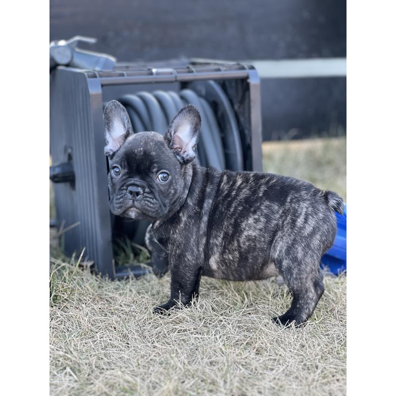 販売中の香川県のフレンチブルドッグ-433661の2枚目