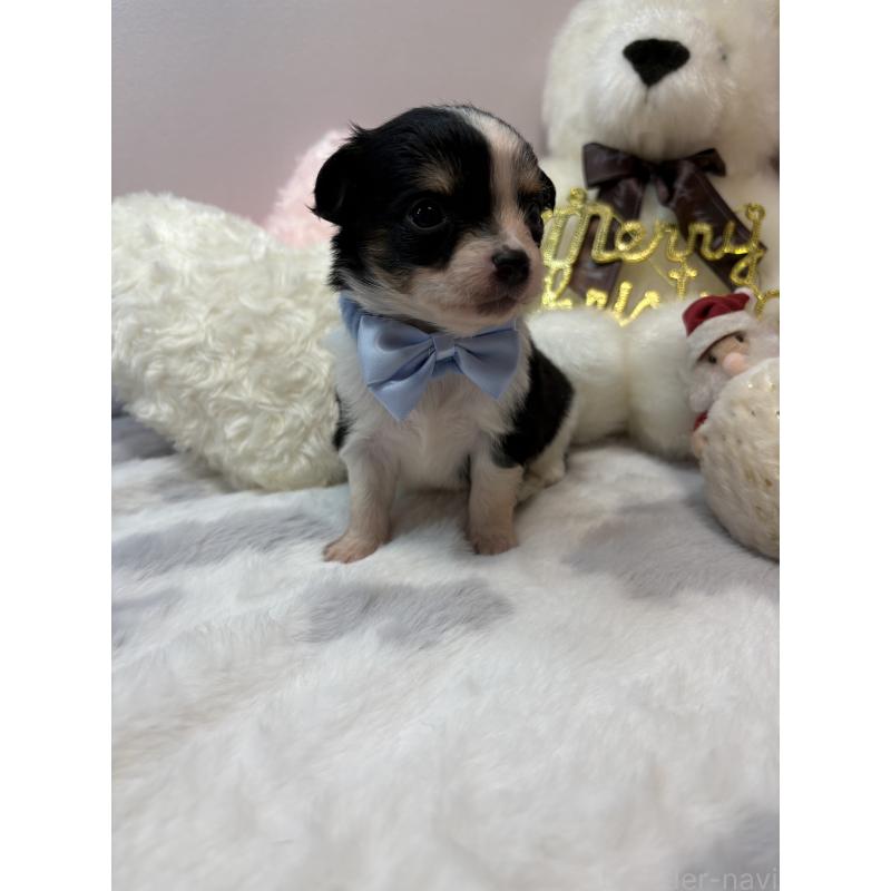 販売中の福岡県のチワワ(ロングコート)-433663の5枚目