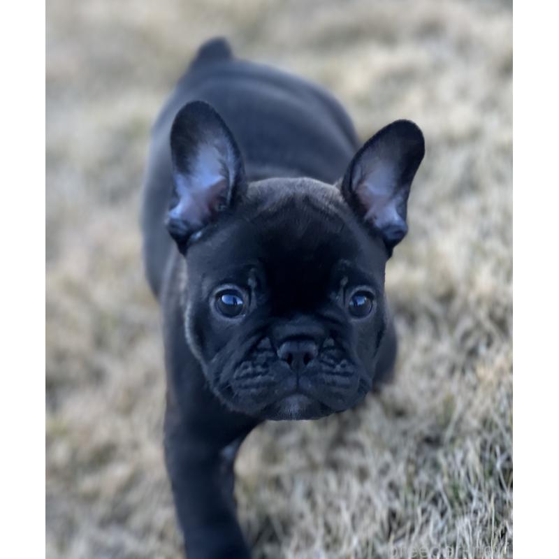 販売中の香川県のフレンチブルドッグ-433662の1枚目