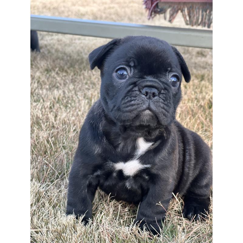 販売中の香川県のフレンチブルドッグ-433662の2枚目