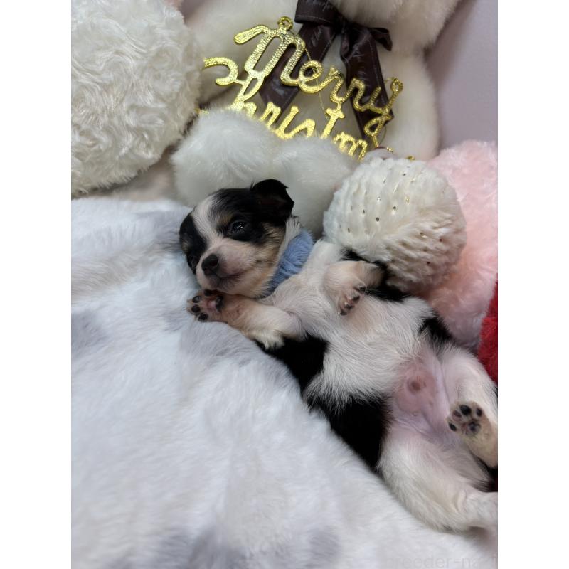 販売中の福岡県のチワワ(ロングコート)-433663の4枚目