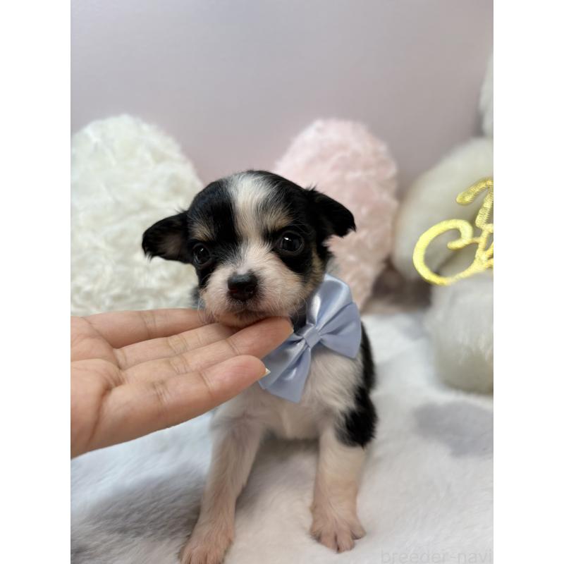 販売中の福岡県のチワワ(ロングコート)-433663の3枚目