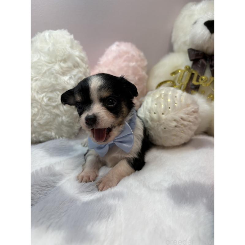 販売中の福岡県のチワワ(ロングコート)-433663の2枚目