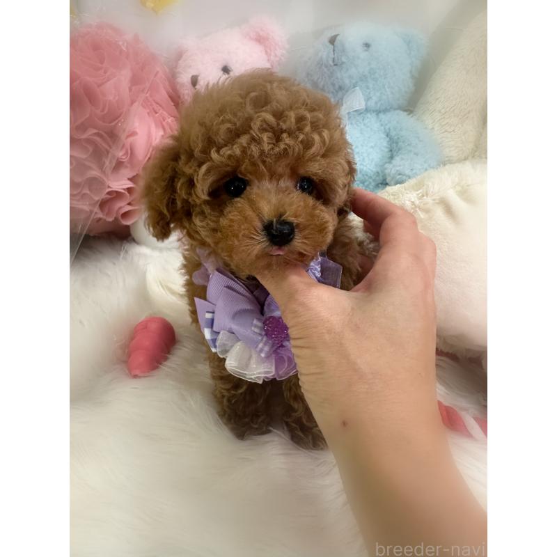 販売中の香川県のタイニープードル-433664の7枚目