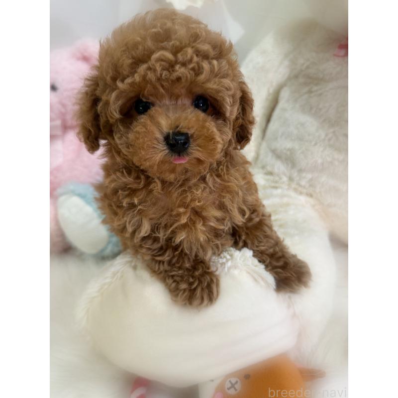 販売中の香川県のタイニープードル-433664の6枚目