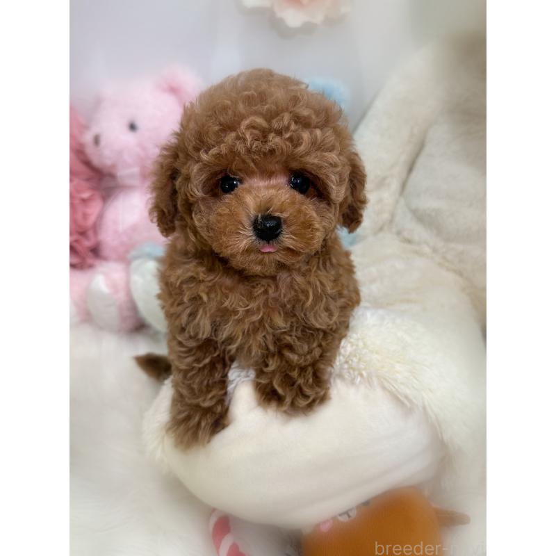 販売中の香川県のタイニープードル-433664の5枚目