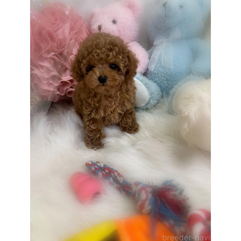 販売中の香川県のタイニープードル-433664の4枚目