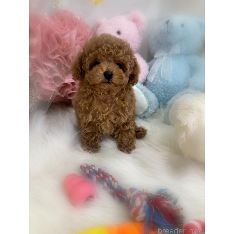 販売中の香川県のタイニープードル-433664の3枚目