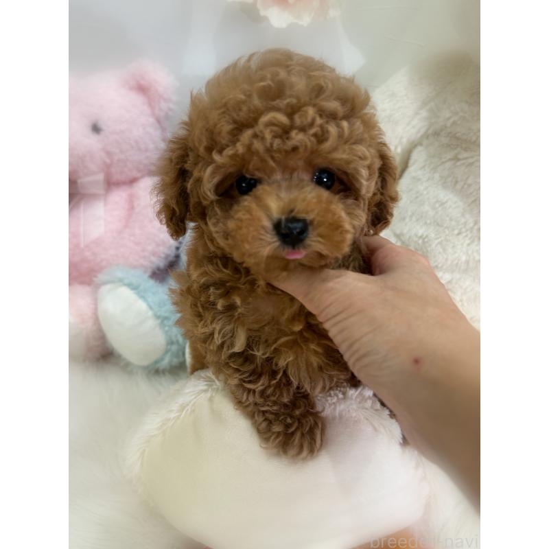 販売中の香川県のタイニープードル-433664の2枚目