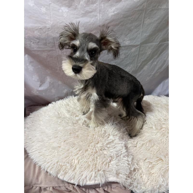 販売中の埼玉県のミニチュアシュナウザー-424237の3枚目