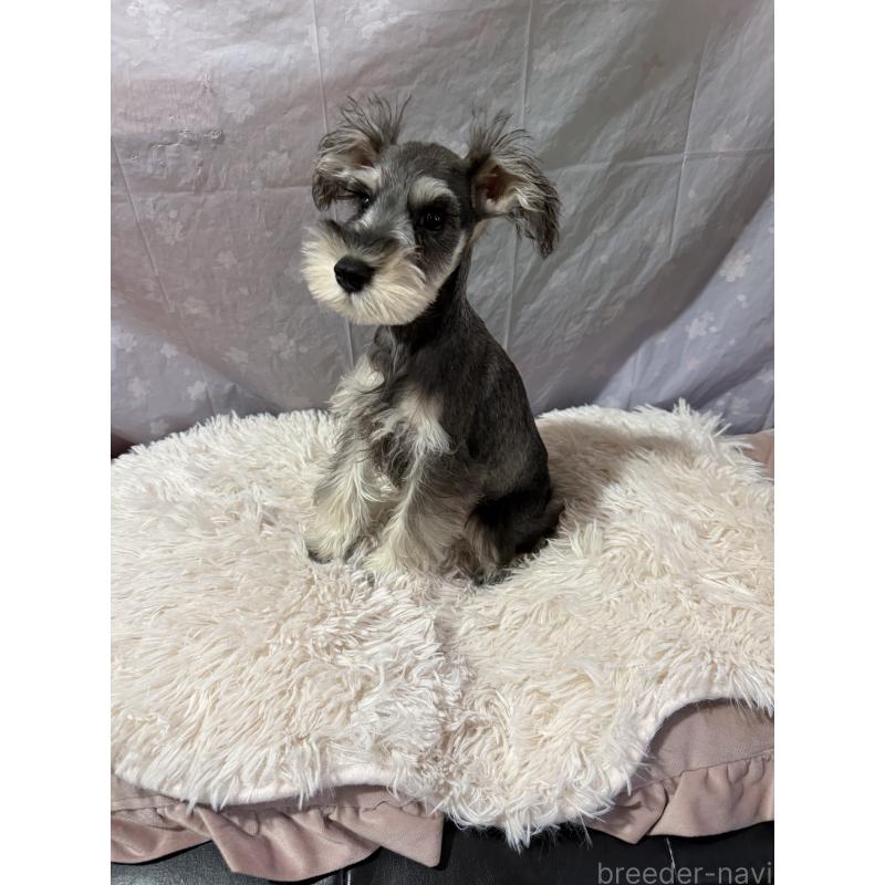 販売中の埼玉県のミニチュアシュナウザー-424237の2枚目