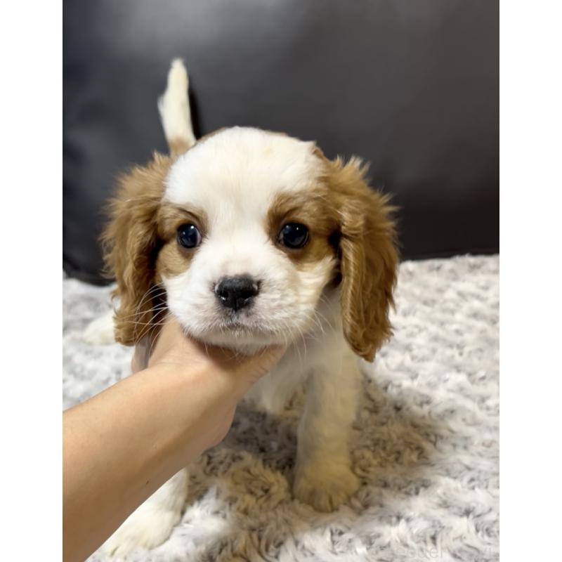 販売中の奈良県のキャバリアキングチャールズスパニエル-432244の3枚目