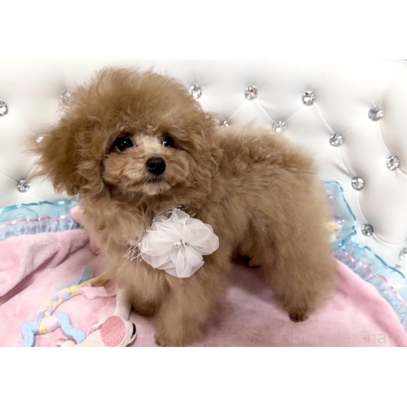 成約済の徳島県のティーカッププードル-428339の9枚目