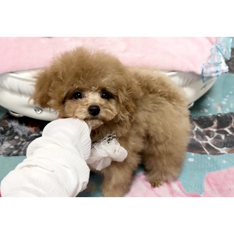 成約済の徳島県のティーカッププードル-428339の8枚目