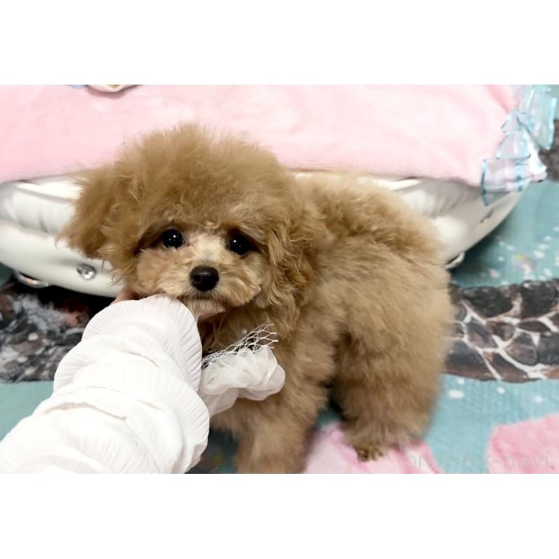 成約済の徳島県のティーカッププードル-428339の7枚目