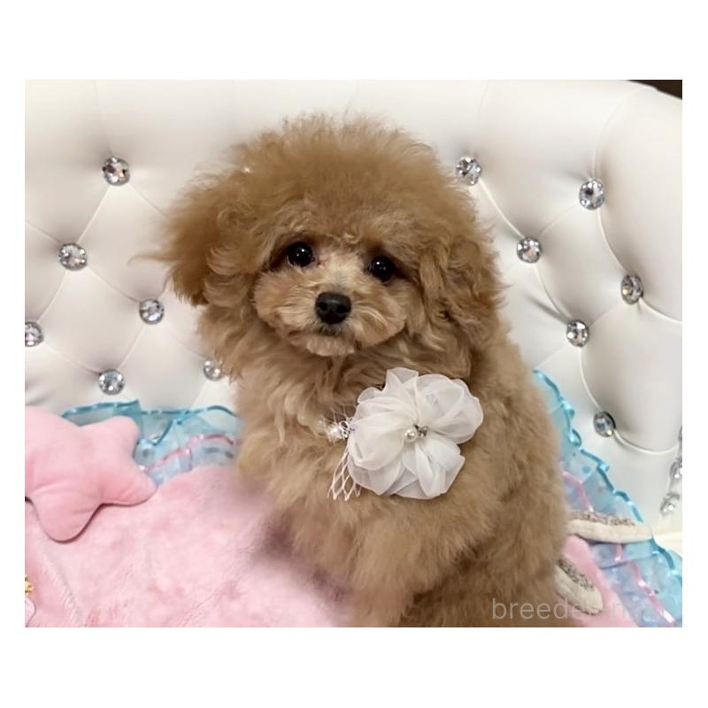 成約済の徳島県のティーカッププードル-428339の6枚目