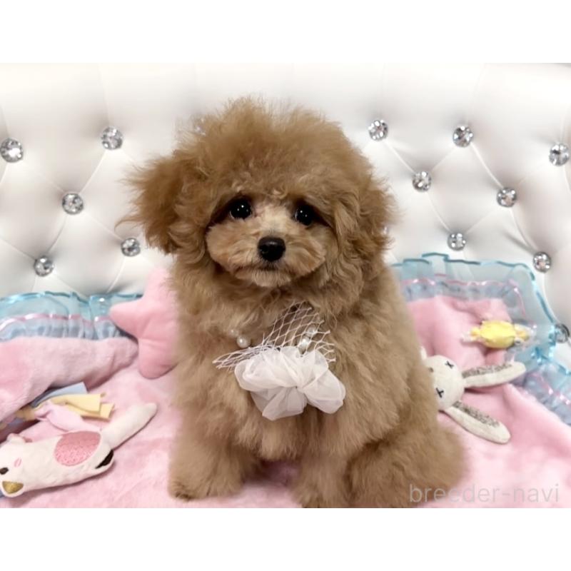 成約済の徳島県のティーカッププードル-428339の5枚目