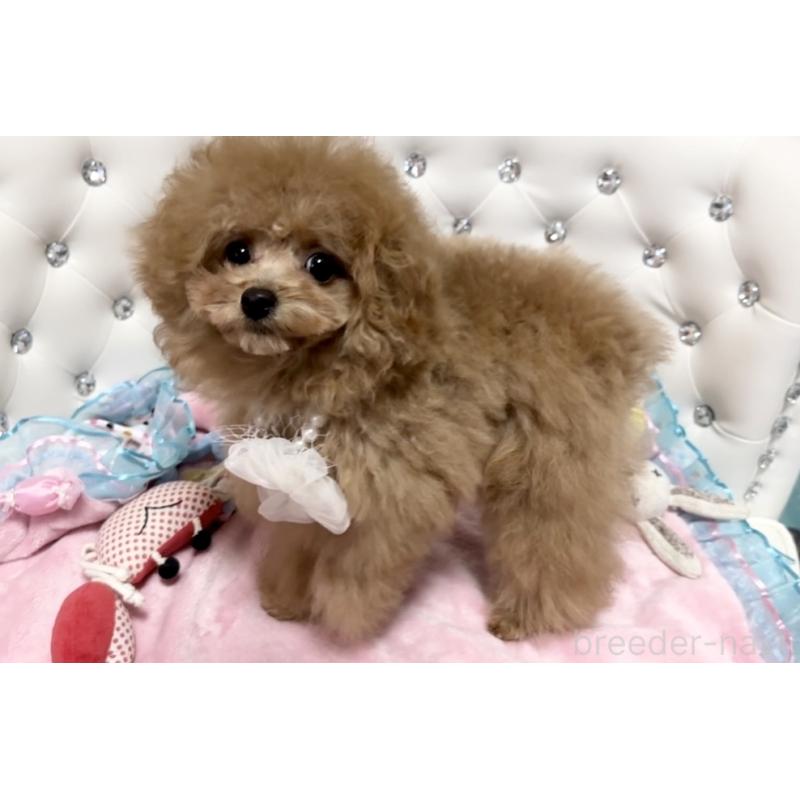 成約済の徳島県のティーカッププードル-428339の4枚目