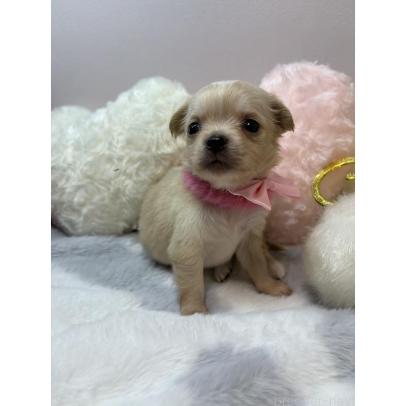 販売中の福岡県のチワワ(ロングコート)-433668の6枚目