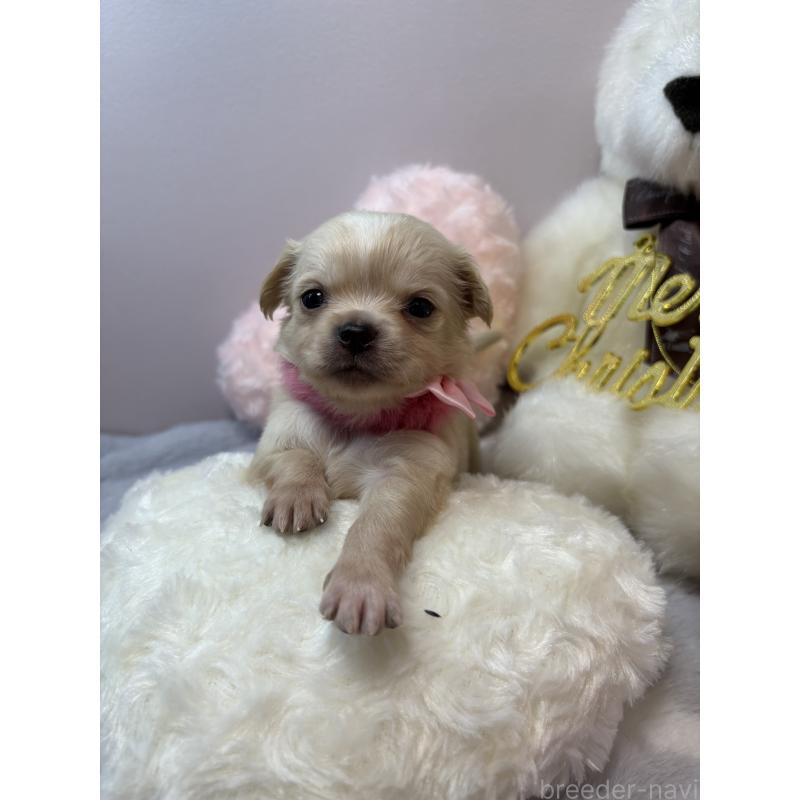 販売中の福岡県のチワワ(ロングコート)-433668の5枚目