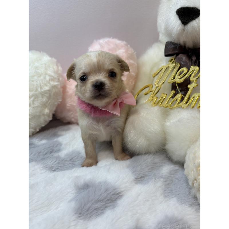 販売中の福岡県のチワワ(ロングコート)-433668の4枚目