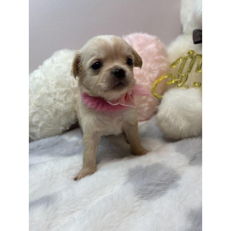 販売中の福岡県のチワワ(ロングコート)-433668の3枚目