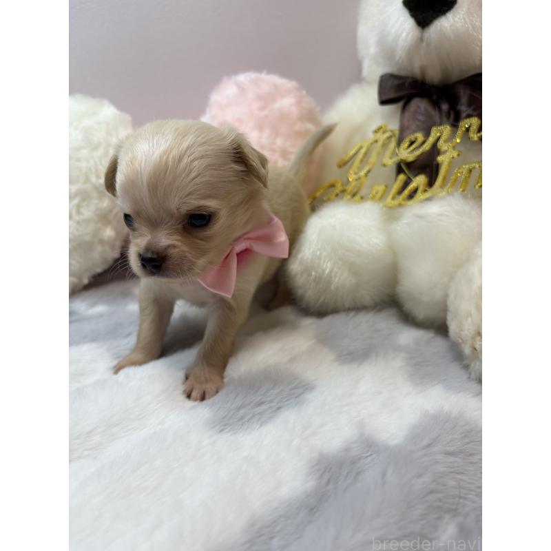 販売中の福岡県のチワワ(ロングコート)-433668の2枚目