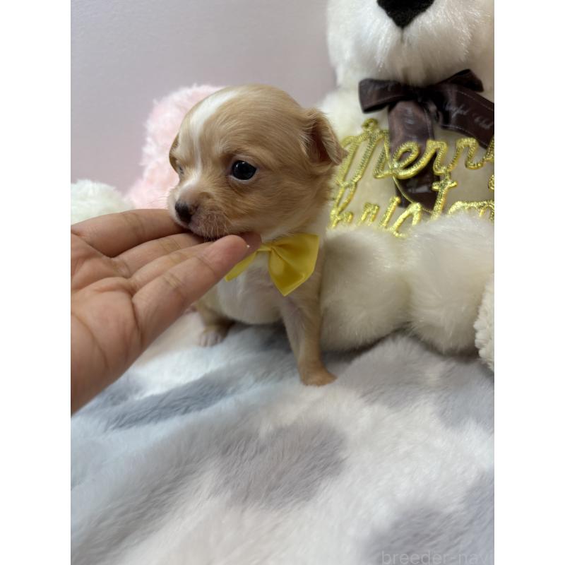 販売中の福岡県のチワワ(ロングコート)-433669の5枚目