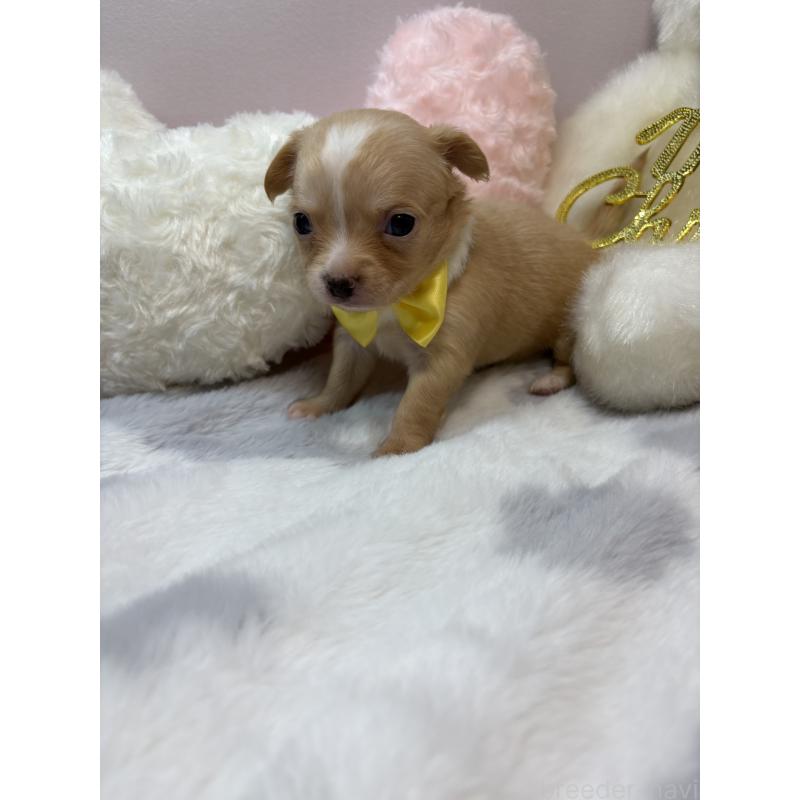 販売中の福岡県のチワワ(ロングコート)-433669の4枚目