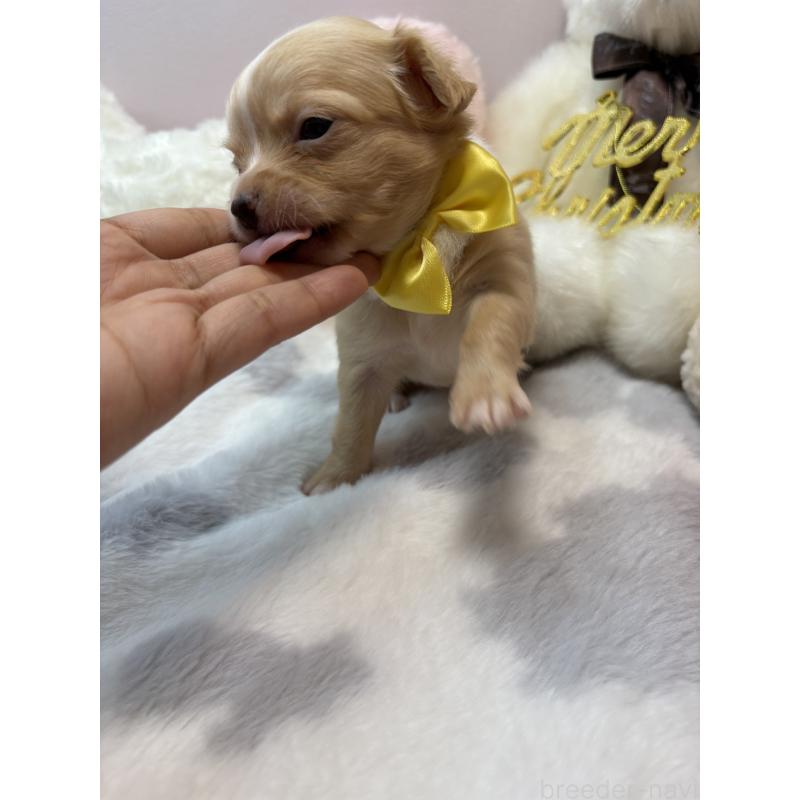 販売中の福岡県のチワワ(ロングコート)-433669の3枚目