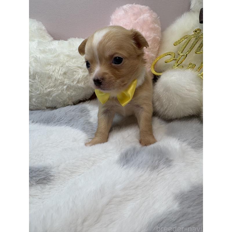 販売中の福岡県のチワワ(ロングコート)-433669の2枚目