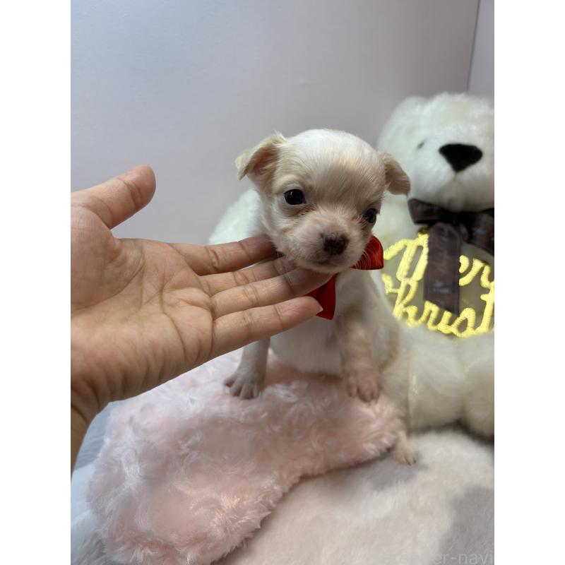 販売中の福岡県のチワワ(ロングコート)-433671の5枚目