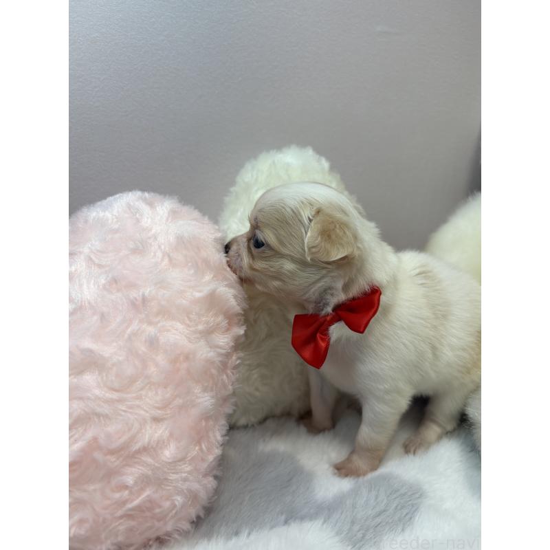 販売中の福岡県のチワワ(ロングコート)-433671の4枚目