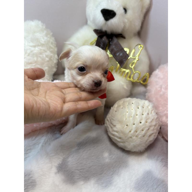 販売中の福岡県のチワワ(ロングコート)-433671の3枚目