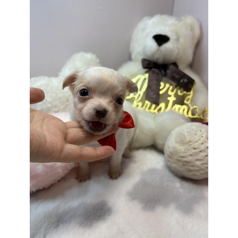 販売中の福岡県のチワワ(ロングコート)-433671の2枚目