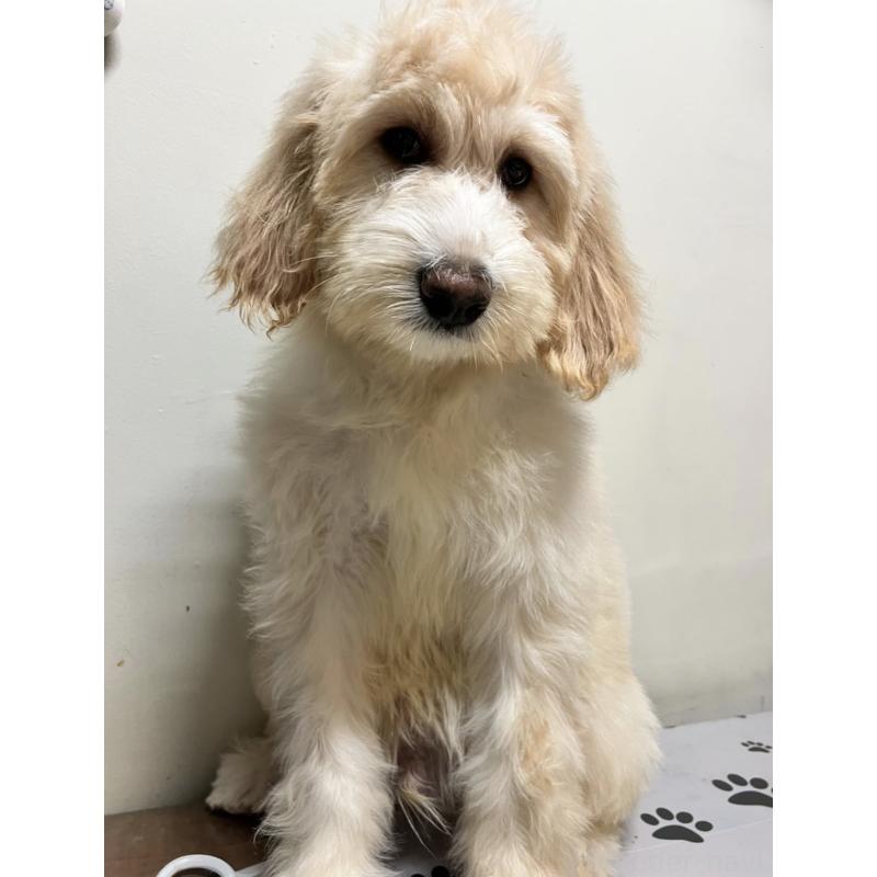 販売中の茨城県のバーニードゥードル:バーニーズ×スタンダードプードル-422464