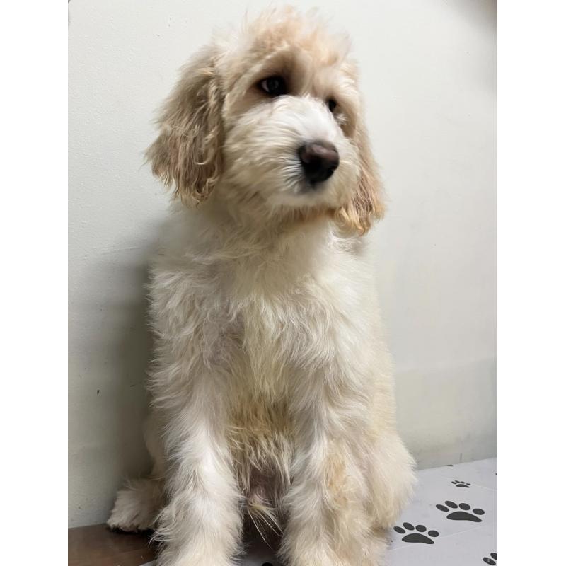 成約済の茨城県のバーニードゥードル:バーニーズ×スタンダードプードル-422464の2枚目