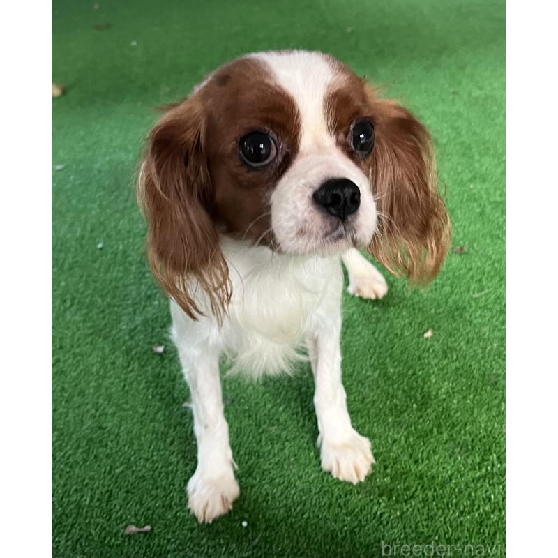 チコちゃん1枚目