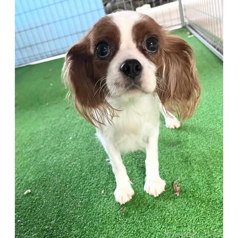 チコちゃん1枚目