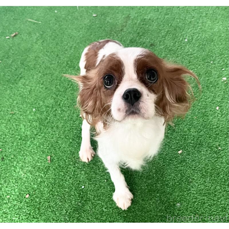 チコちゃん1枚目