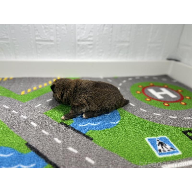 販売中の愛知県の豆柴-433400の6枚目