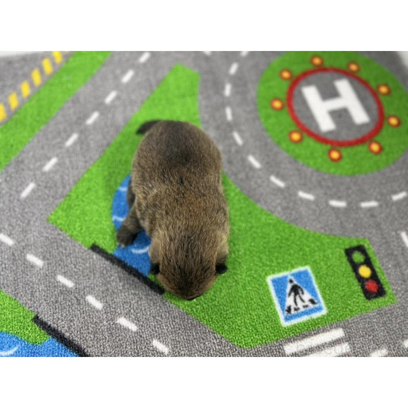 販売中の愛知県の豆柴-433400の5枚目