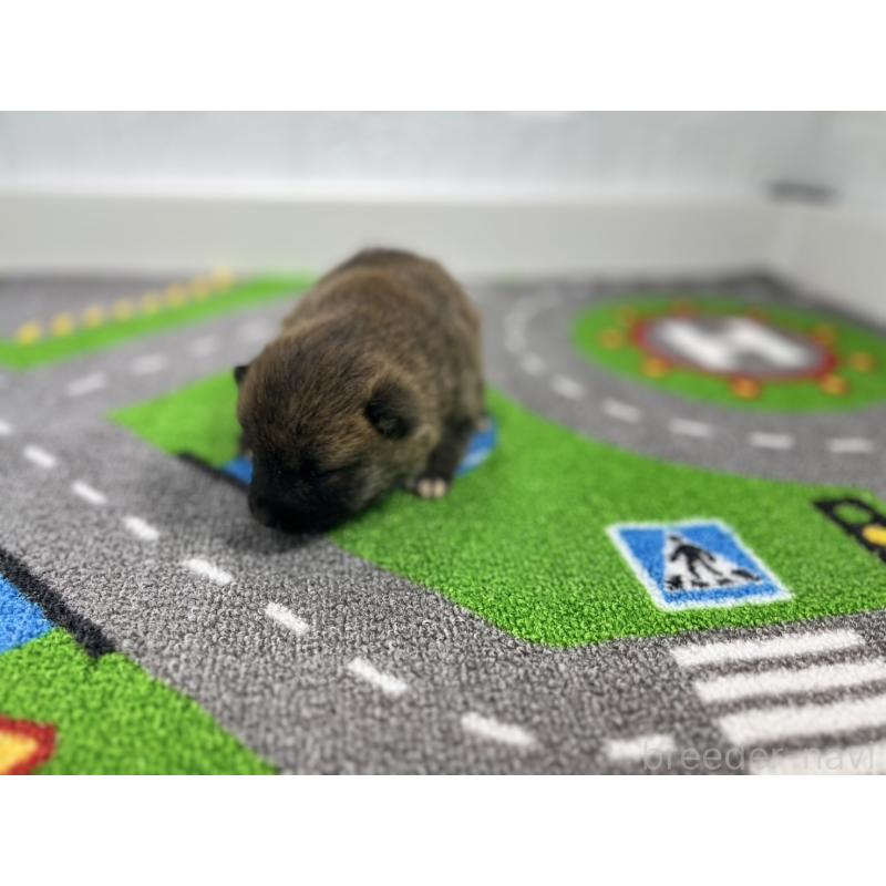 販売中の愛知県の豆柴-433400の4枚目