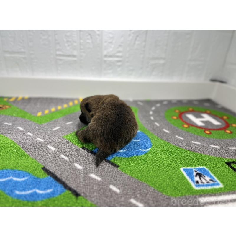 販売中の愛知県の豆柴-433400の3枚目