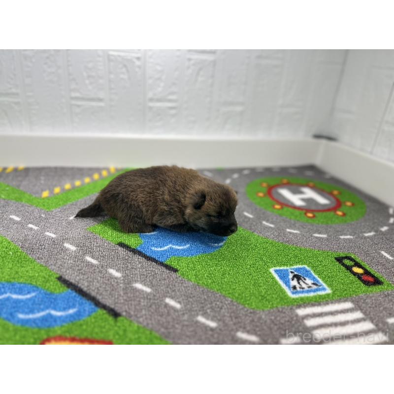 販売中の愛知県の豆柴-433400の2枚目