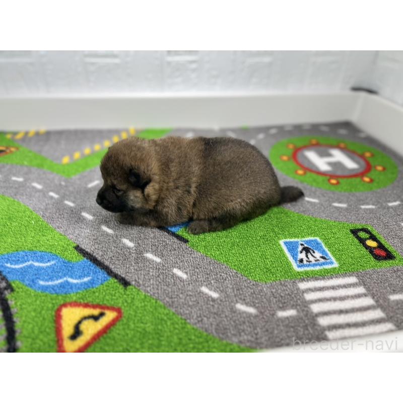 販売中の愛知県の豆柴-433401の6枚目