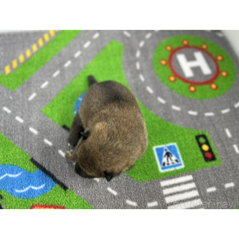 販売中の愛知県の豆柴-433401の5枚目